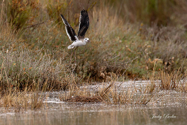 L'échasse blanche protège ses petits en poussant des cris